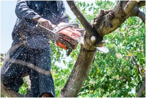 tree services New Lisbon